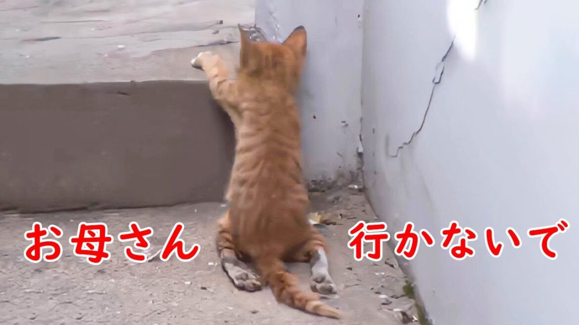 母猫は "残酷 "にも障害を持つ子猫を捨てたが、真実を知った人々はただ無言のまま涙を流した【感動】