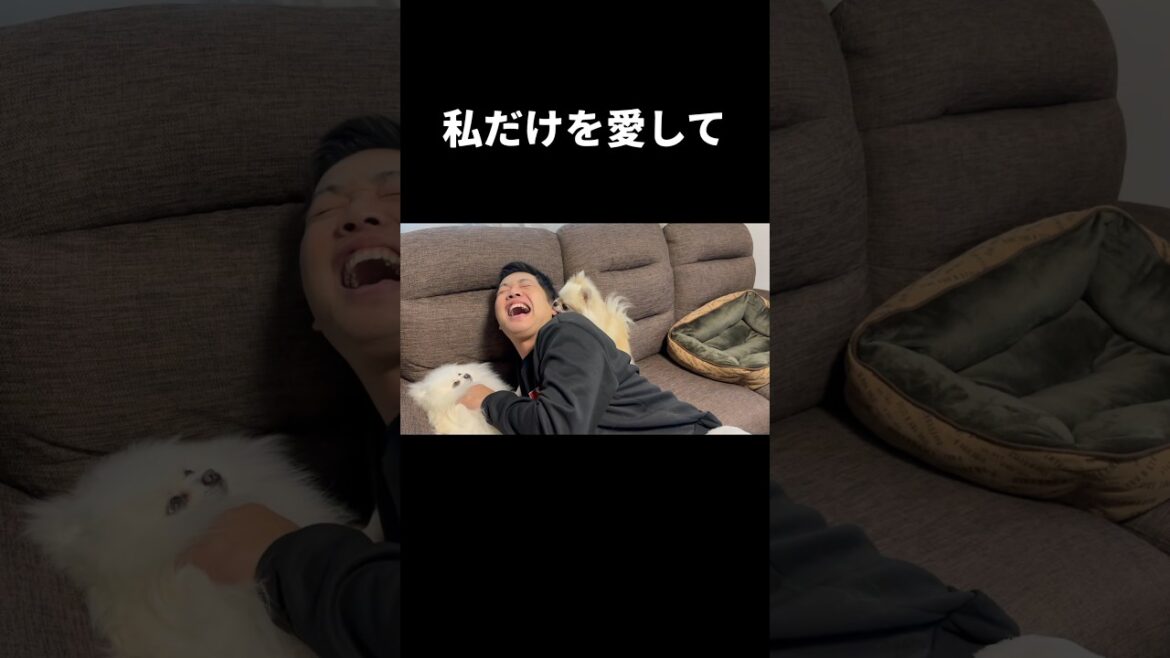 独占欲が強いポメラニアンはこうなります笑#pomeranian