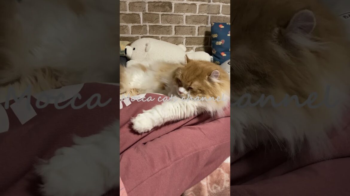 ｖｓ．ママの足 #shorts  #猫 #アメリカンカール #cat