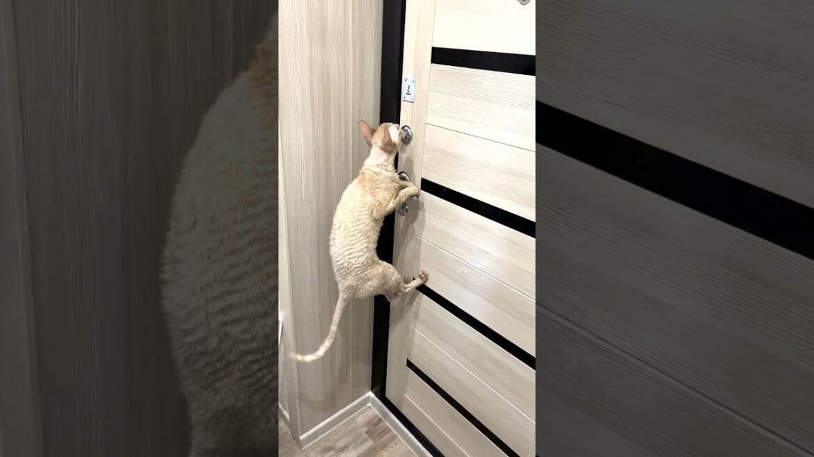 Funny cat trying to open the door