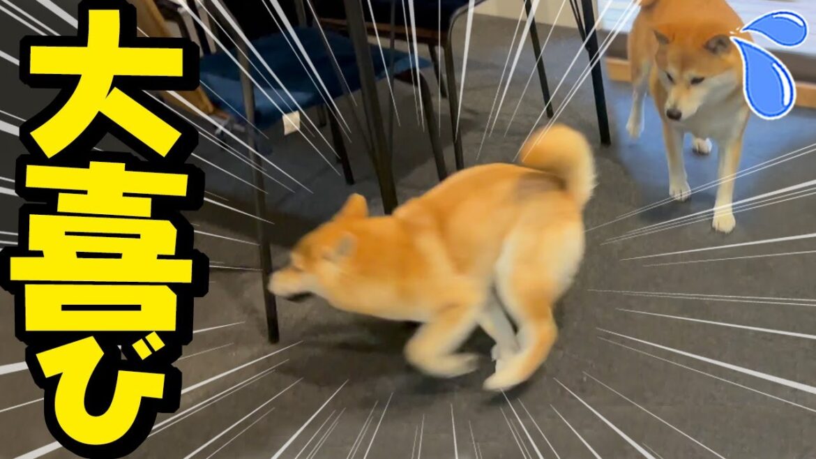 避妊手術の抜糸をしたらテンションMAXで大喜びし過ぎる柴犬がこちらです…