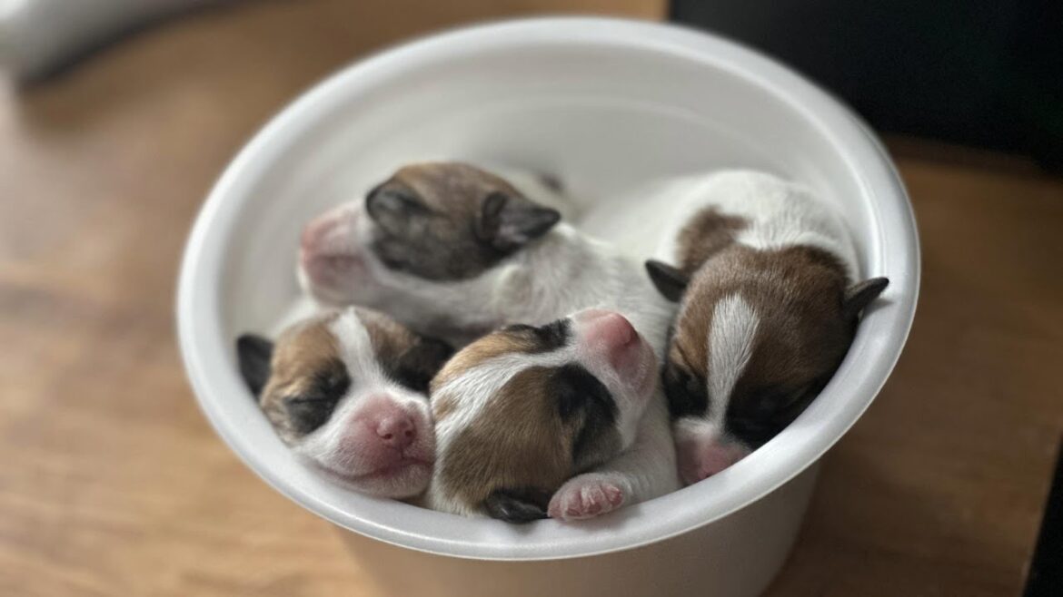 【0日目】ドキュメンタリー深夜に犬が出産/ジャックラッセルテリア
