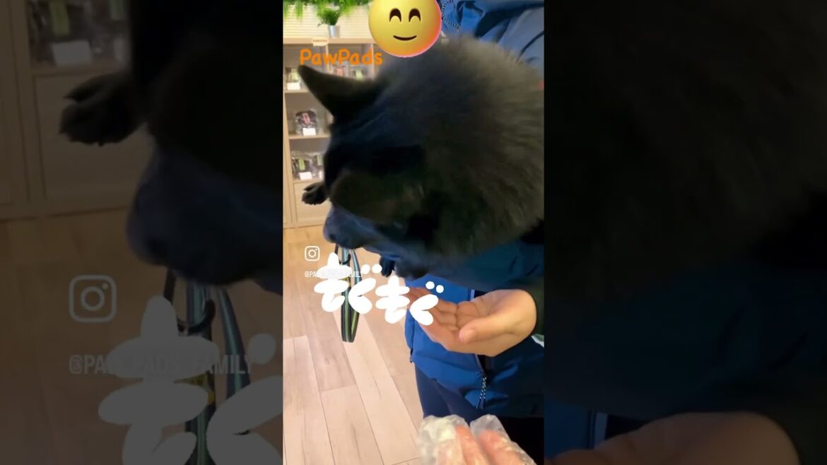 スキッパーキのゴマくん❣️とっても可愛かったです😳💖#dog #スキッパーキ #無添加おやつ