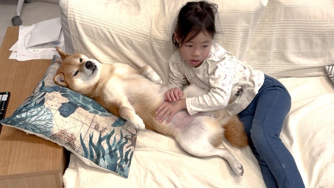 ５歳娘によるお腹なでなでが至福だったのに予想外の展開となった柴犬