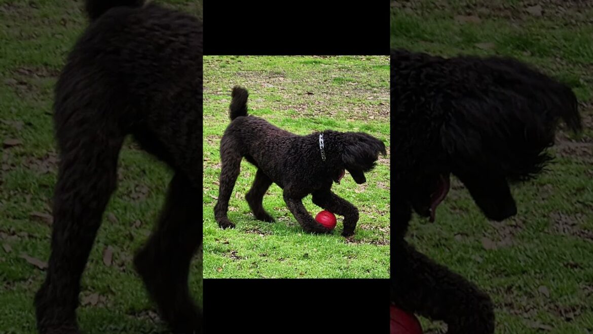 Doodle Adoption labradoodle for Adoption after Training McComb Animal Hospital