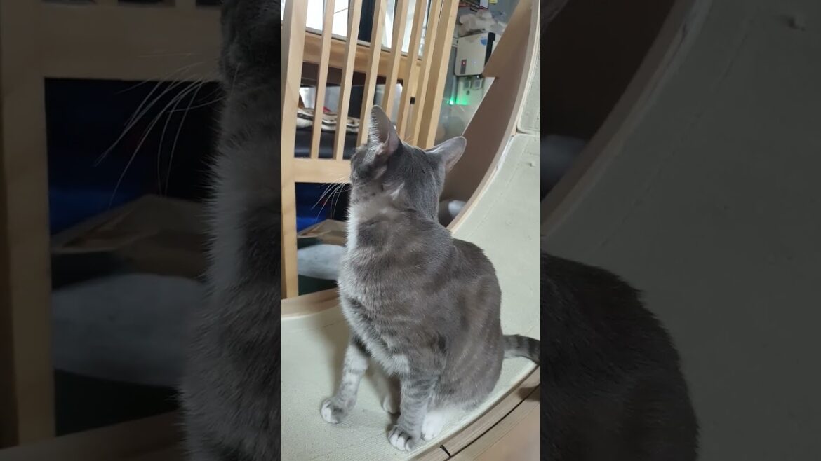 우리집의 순둥이 고양이 임래이 저녁도 먹고 운동도 했고 이제는 무엇하고 지낼까? (35)