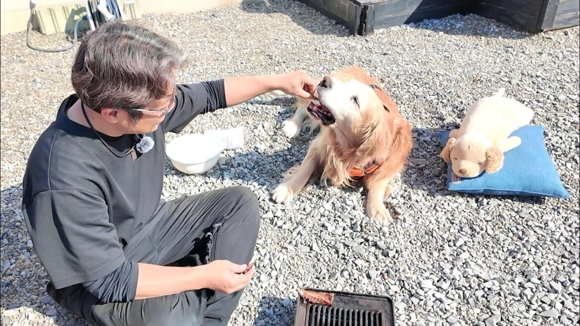 闘病生活の考え方。神経伝達異常で全身麻痺からの回復を目指す。【Golden Retriever japan】