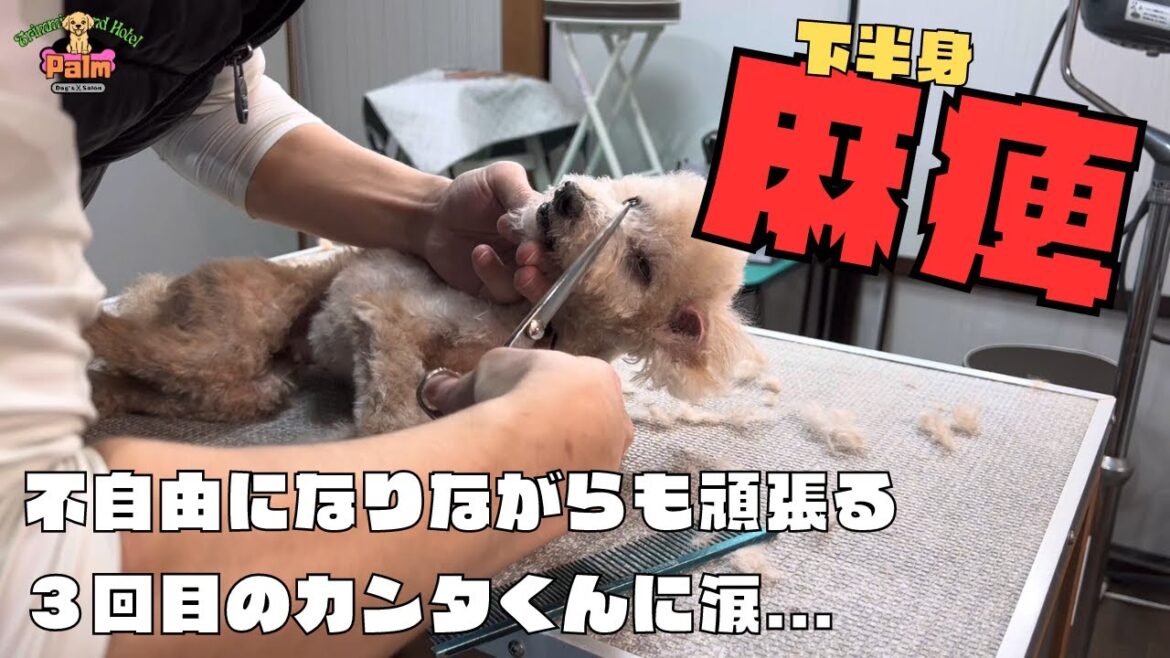 下半身に麻痺があっても頑張るトイプードル！噛み犬トリミング３回目