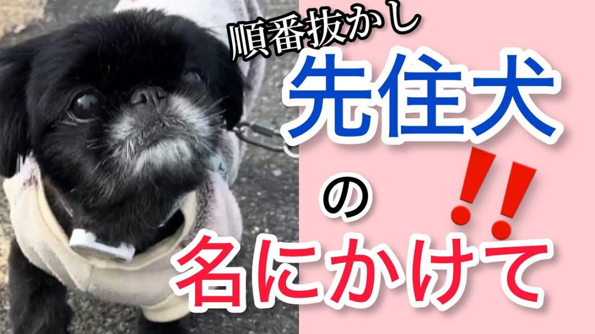 【必死!】先住犬の名にかけて!順番抜かれた時のペキニーズの反応が面白すぎた #pekingese #dog  #peki  #いぬ  #犬のいる暮らし #保護犬  #いぬすたぐらむ 【必死!】先住犬の名にかけて!順番抜かれた時のペキニーズの反応が面白すぎた #pekingese #dog  #peki  #いぬ  #犬のいる暮らし #保護犬  #いぬすたぐらむ