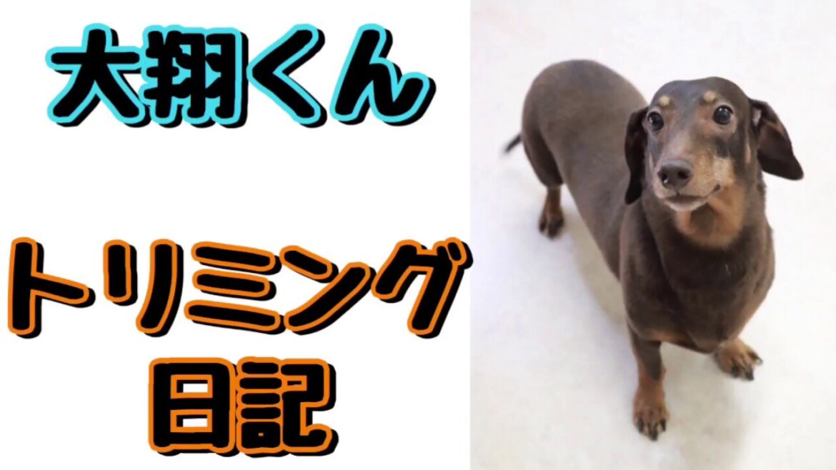 【スムースダックスフンド】大翔くんのトリミング日記兵庫ペット医療センター トリミング 尼崎 犬動画　］Happy dog glooming