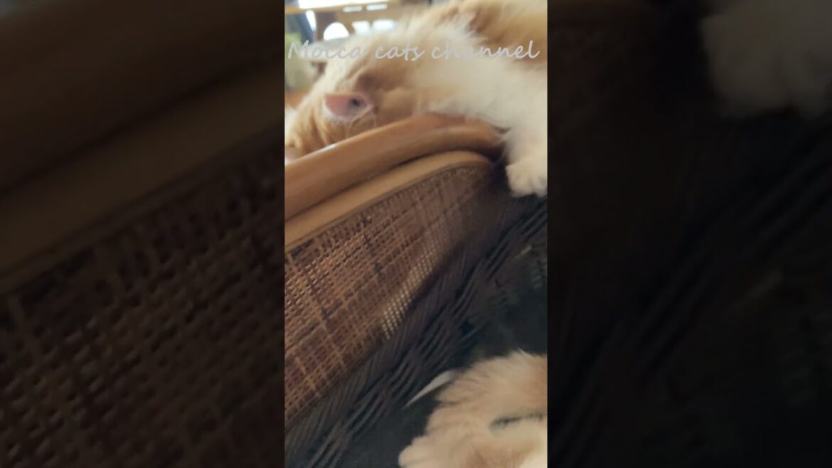 今度はのぞき？(笑) #shorts  #猫 #アメリカンカール #cat