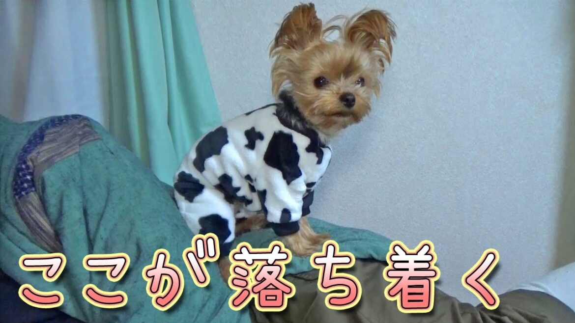 【ヨークシャテリア】不安定な場所が落ち着くヨークシャテリア【Yorkshire Terrier】