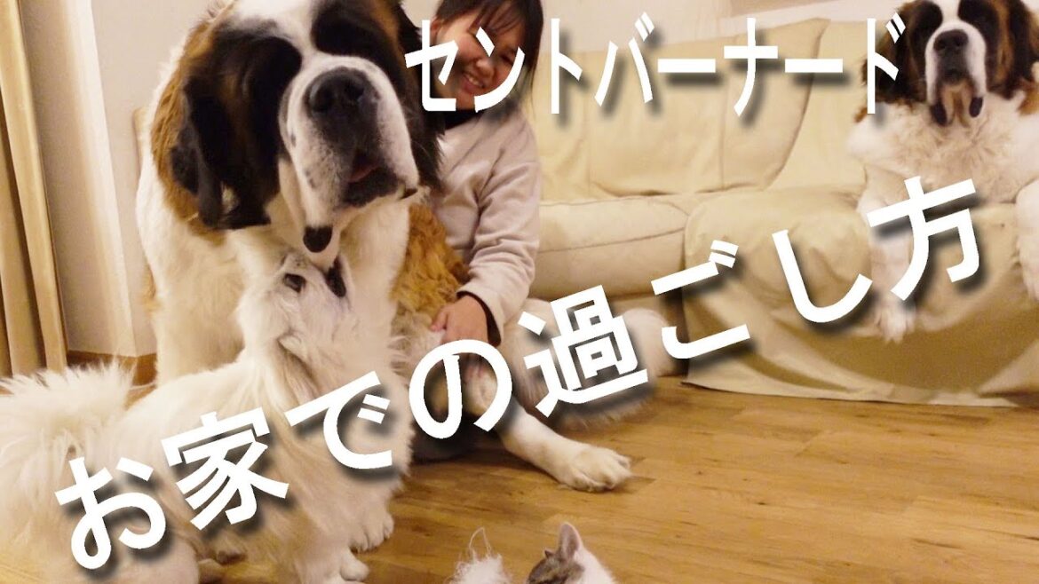 家が壊れるー！！　保護猫たまちゃんもびっくり！セントバーナードの家での過ごし方がヤバかった！　Saint Bernard　平凡なセントバーナードの日記