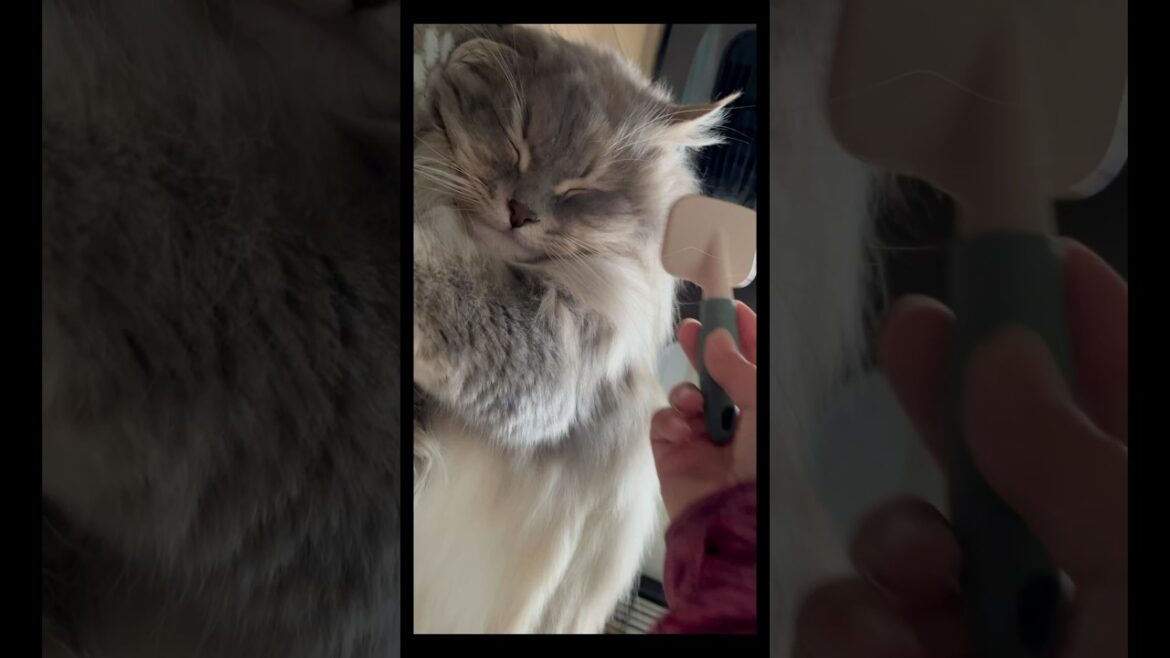 もふもふ猫が寝てる間にブラッシング#サイベリアン #shorts