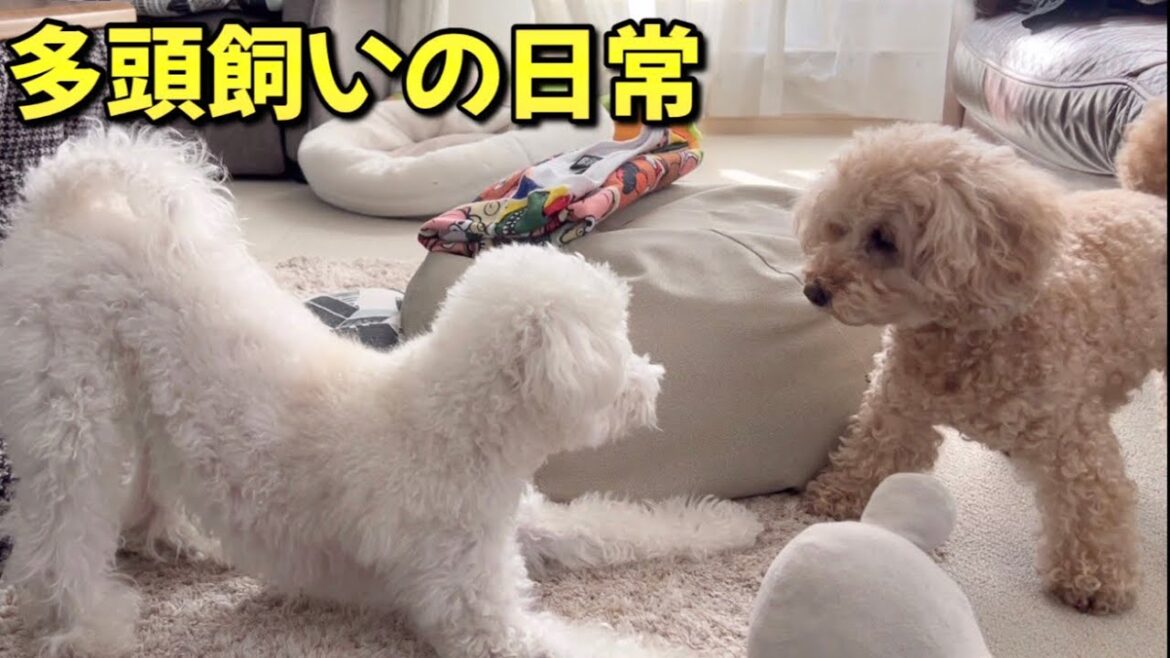 喧嘩するほど仲がいい？多頭飼いの日常