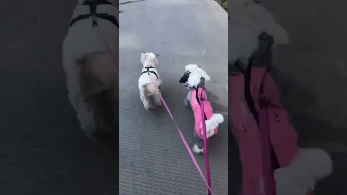 See How They Run: Respect for 13 y o Westie running ahead of her 2 y o  Sealyham Sister #funny