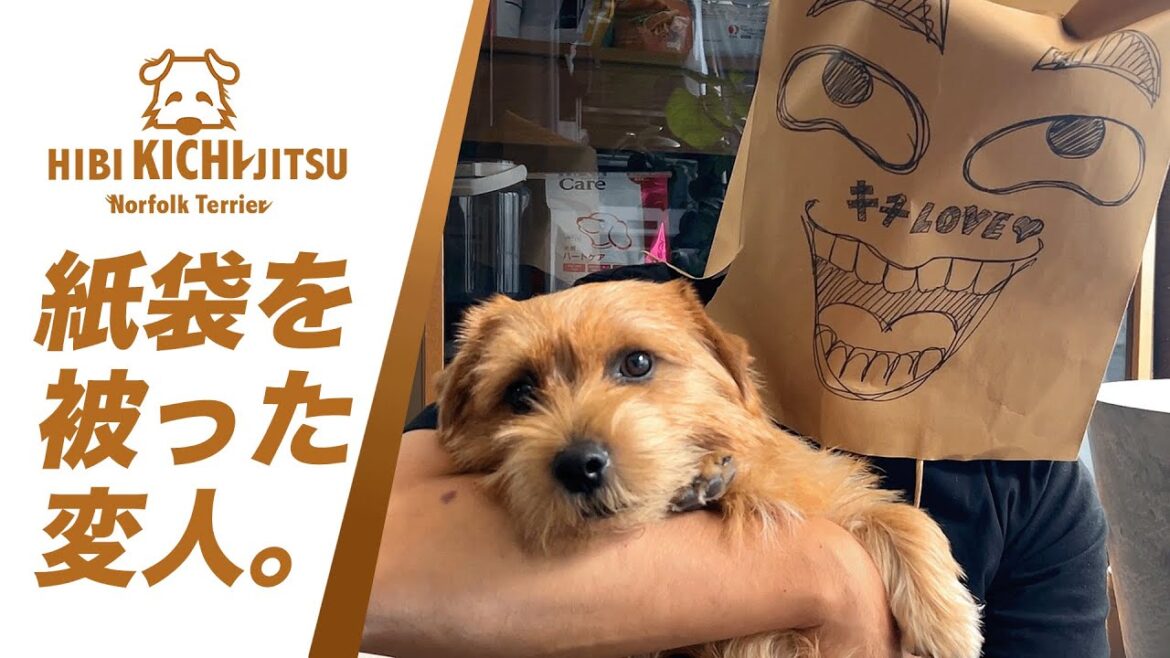 愛犬キチ 紙袋被った変人と遊ぶ【ノーフォークテリア  norfolkterrier  犬 dog 】
