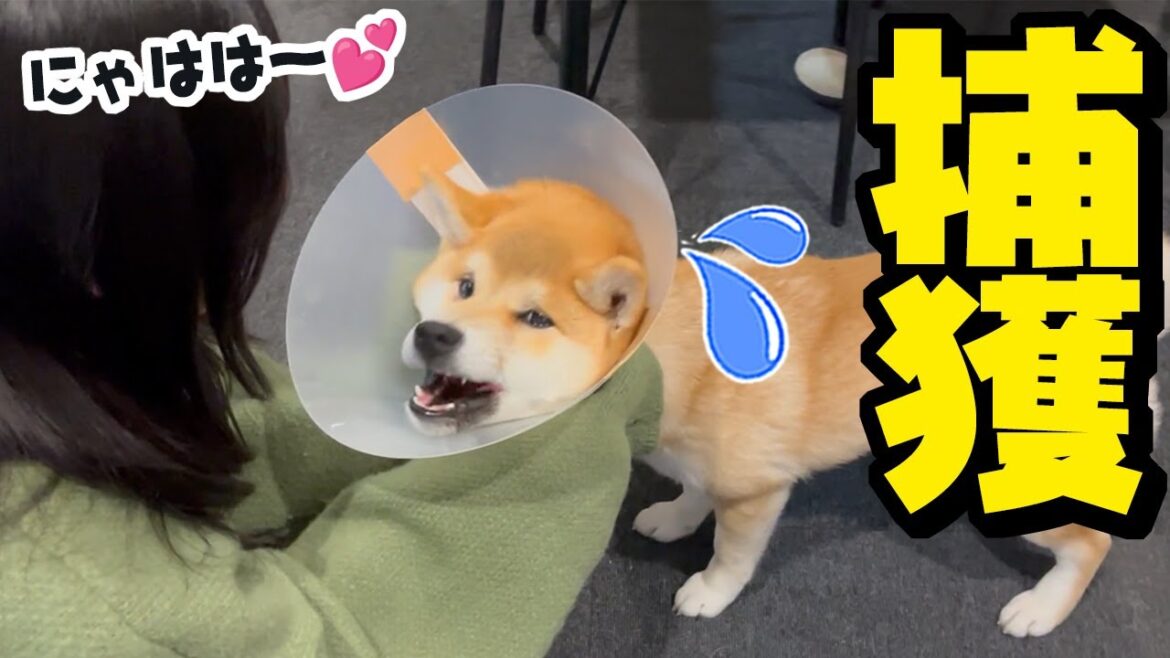 エリザベスカラーのせいでキス魔星人にいとも簡単に捕獲される柴犬…