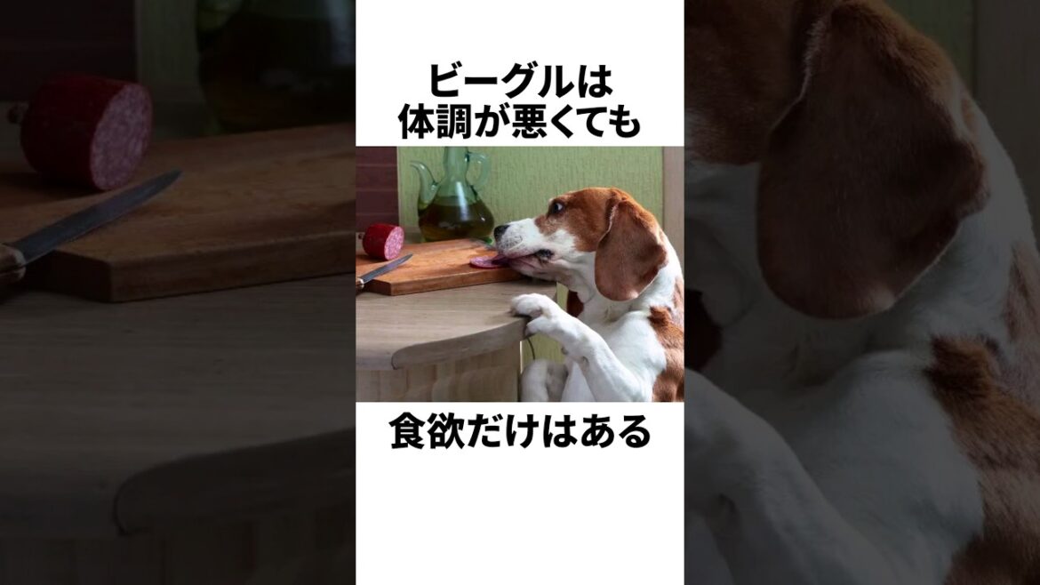 飼い主なら当然知ってる！ビーグルの雑学
