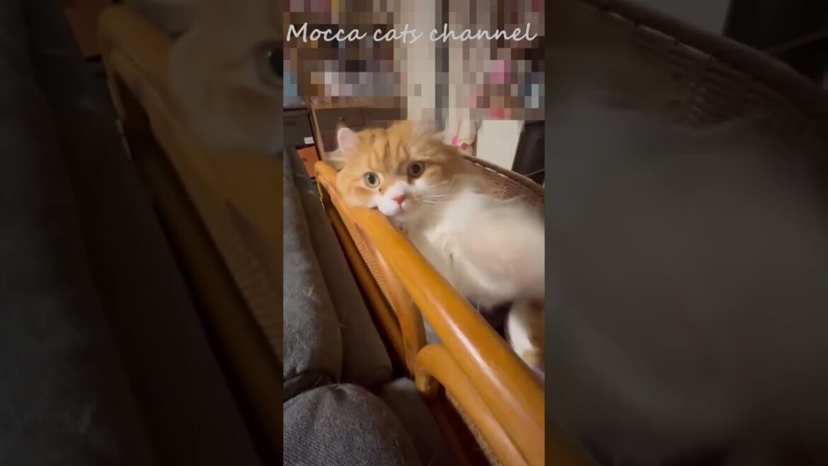 見るなよ！ #shorts  #猫 #アメリカンカール #cat