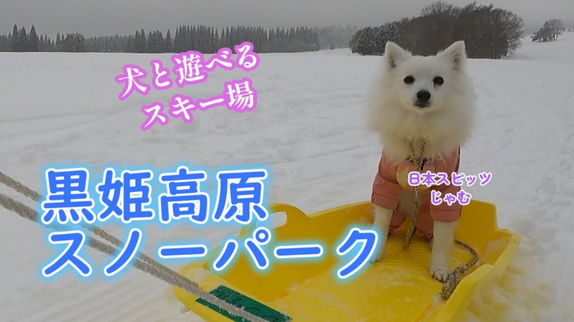 犬と遊べるスキー場【黒姫高原スノーパーク】#日本スピッツ #snow #犬のいる暮らし 犬と遊べるスキー場【黒姫高原スノーパーク】#日本スピッツ #snow #犬のいる暮らし