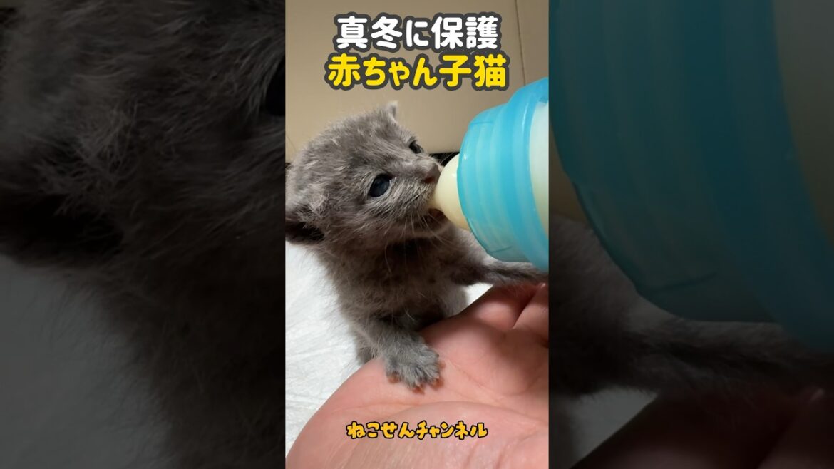 【生後10日ロシアン】真冬に保護した赤ちゃん猫のミルク姿は尊い💕 | ねこせん