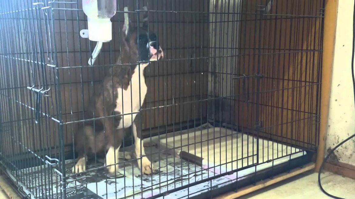 犬のしつけ　ご飯のあげ方　ボクサー犬の子犬　静岡県浜松市