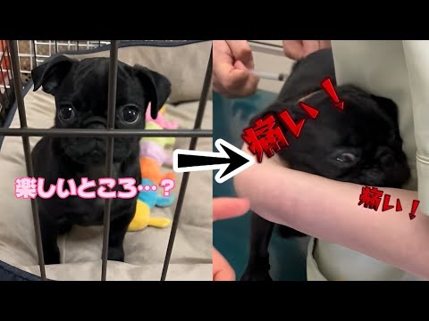 「楽しい所に行くよ!」と言って病院に連れて行った結果 「楽しい所に行くよ!」と言って病院に連れて行った結果
