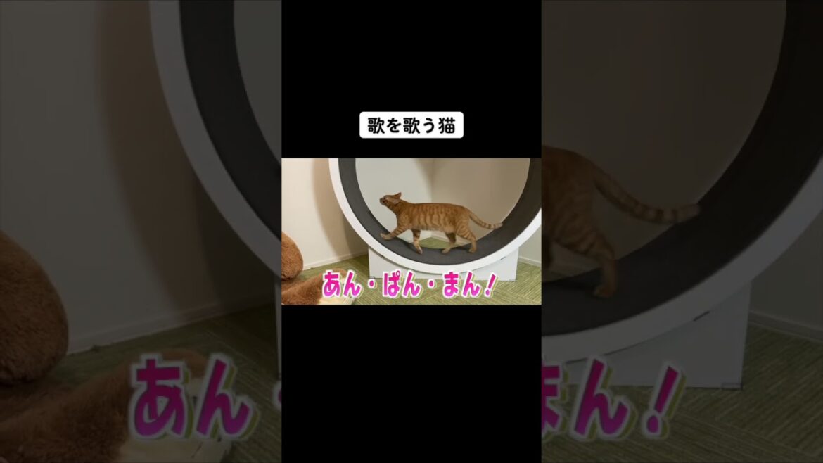 歌を歌う猫w　#shorts