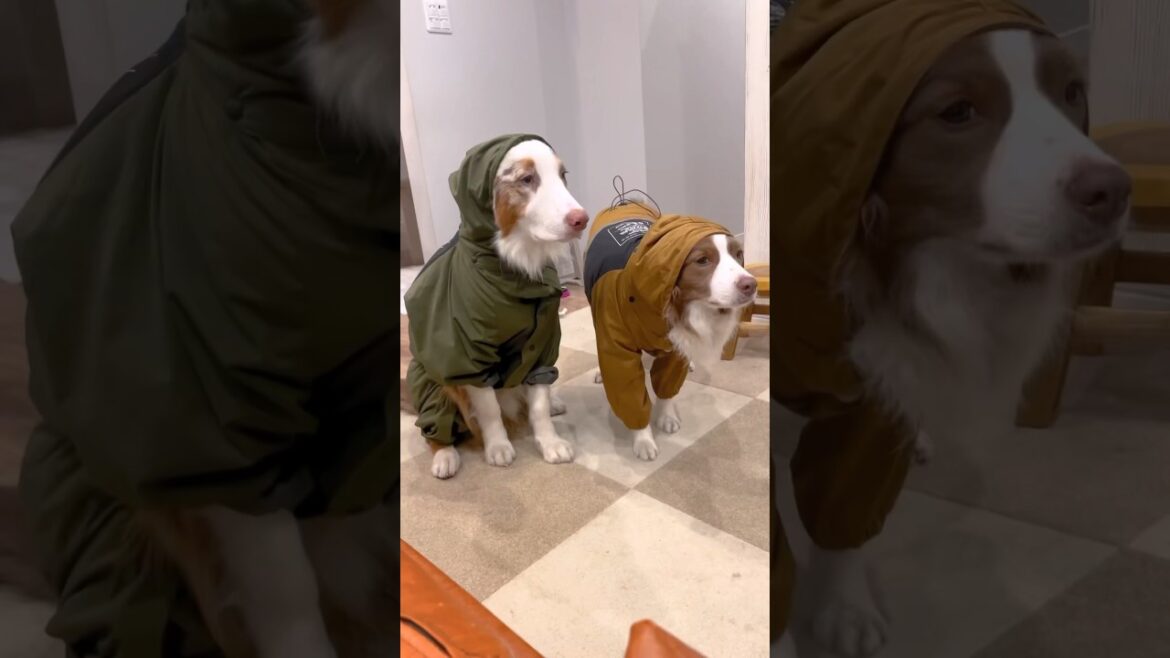 レインウェアを着たら固まって全く動かなくなってしまった姉弟犬・・・【初雪散歩⛄️】 #shorts