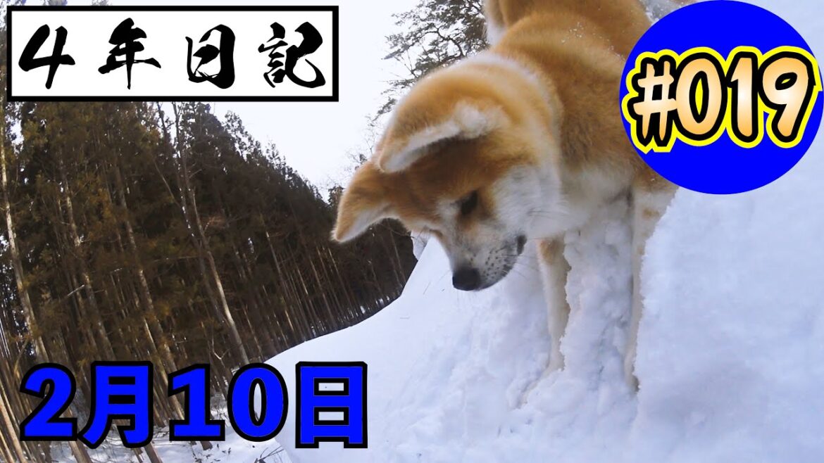 ★４年日記★〖＃19〗 秋田犬の成長の記録 ２月１０日 【びしゃもん】