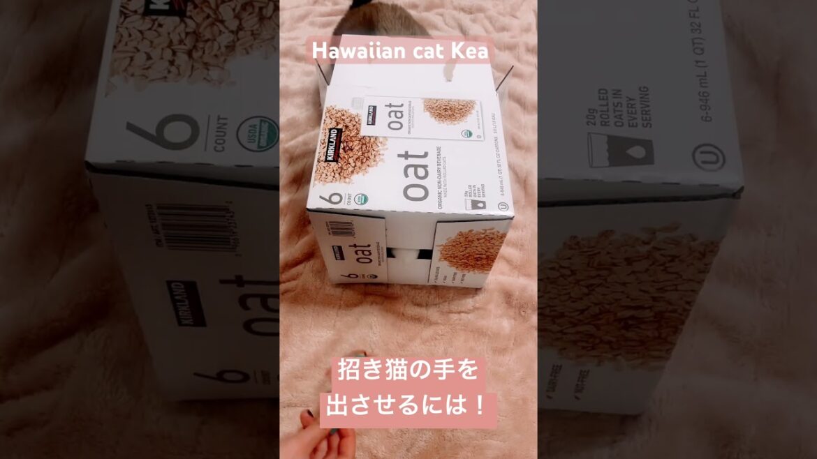 招き猫の手を箱から出させるにはネズミを使えばちょろかった！#shorts