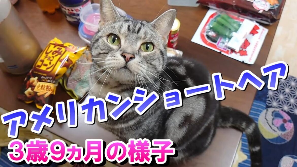 ダイエットもぼちぼち3歳9ヵ月の様子(アメリカンショートヘア) ダイエットもぼちぼち3歳9ヵ月の様子(アメリカンショートヘア)