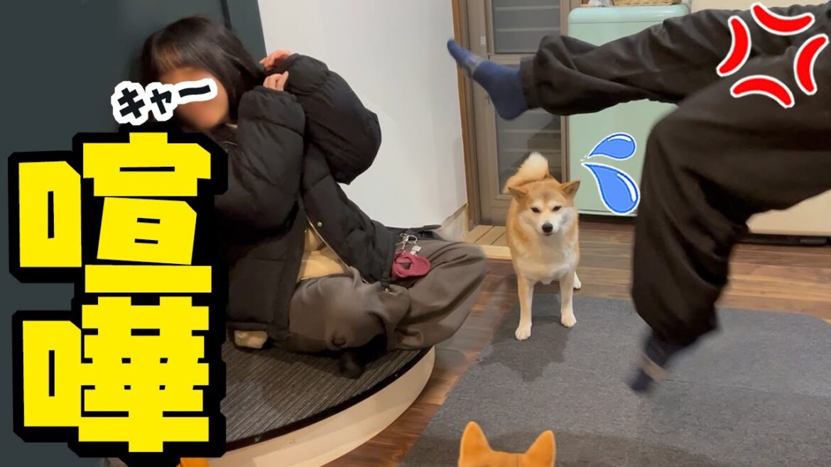 バレンタインデー前日に父と娘が喧嘩に…呆れる柴犬