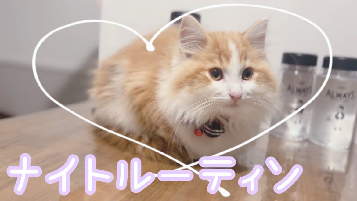 おやすみの準備を始めるキャロルくん【ノルウェージャンフォレストキャット】 #cat #猫 Kitten getting ready for bed おやすみの準備を始めるキャロルくん【ノルウェージャンフォレストキャット】 #cat #猫 Kitten getting ready for bed