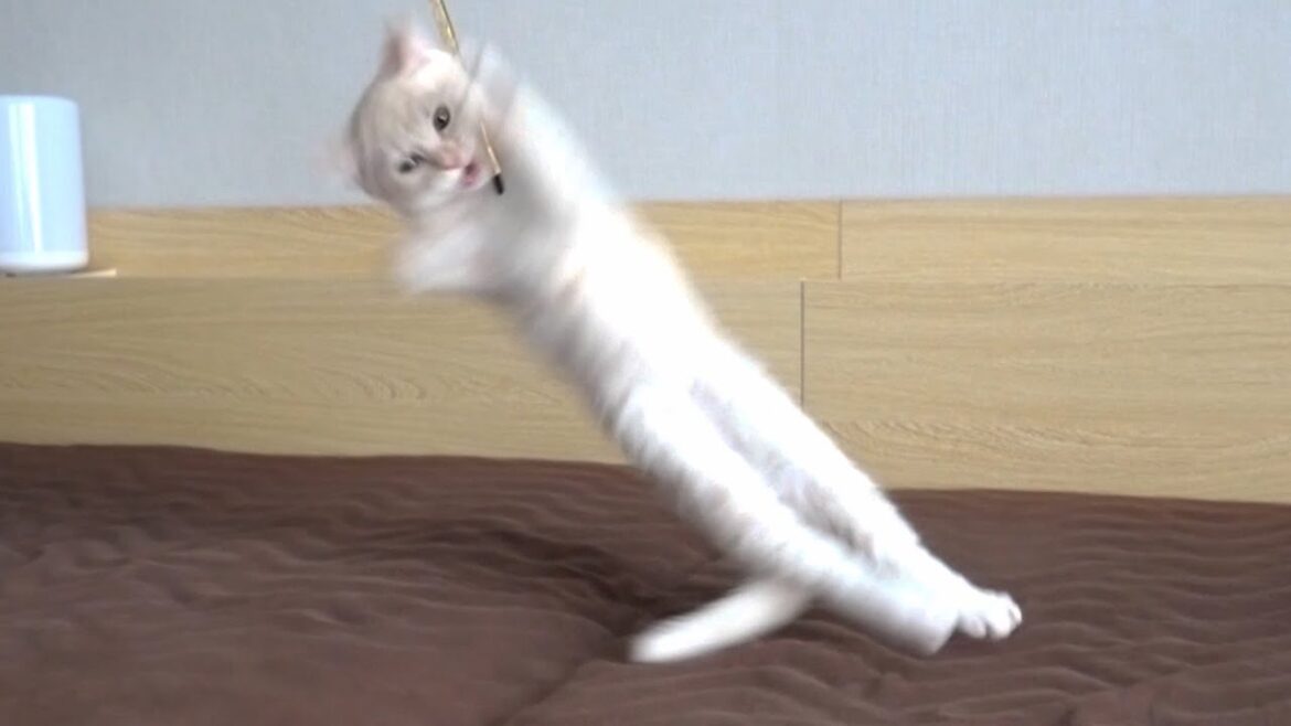夢中で遊んでいたおもちゃが突然消えた！動揺した子猫がとった行動が可愛すぎるw