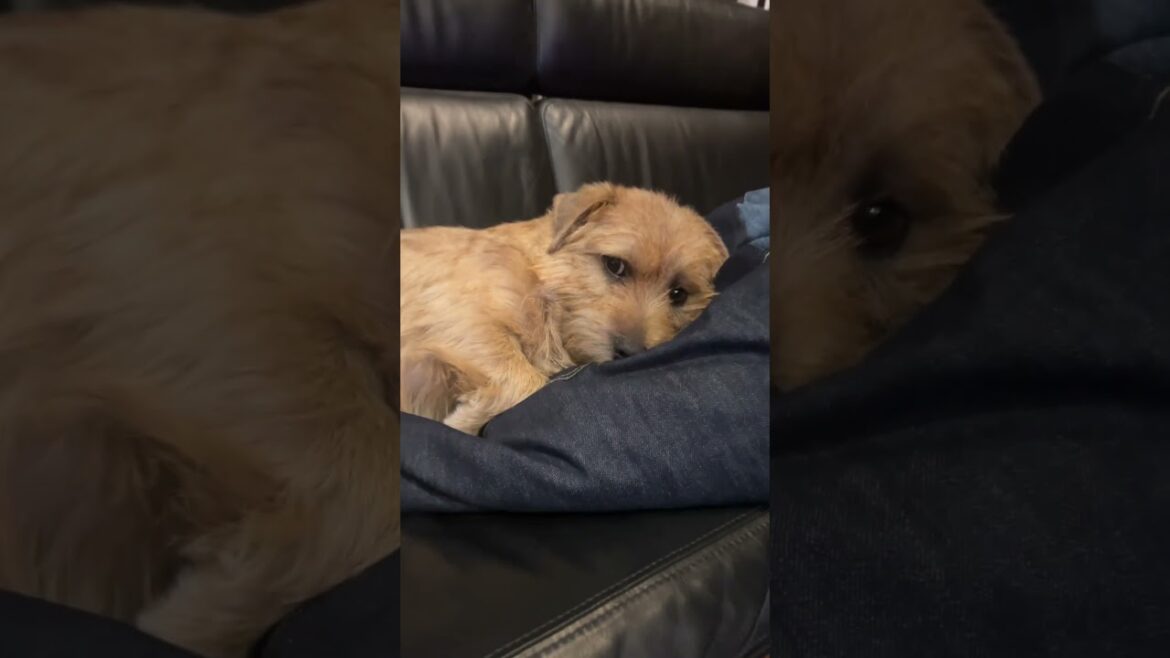 【ぼくねむい】#shorts #norfolkterrier #cutedog #kichi #愛犬キチ #ノーフォークテリア #dog #吉 #terrier