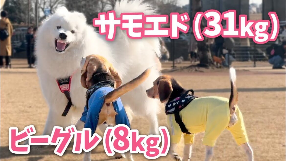 ドッグランでは自分より小さな子しか遊びに誘わない大型犬w