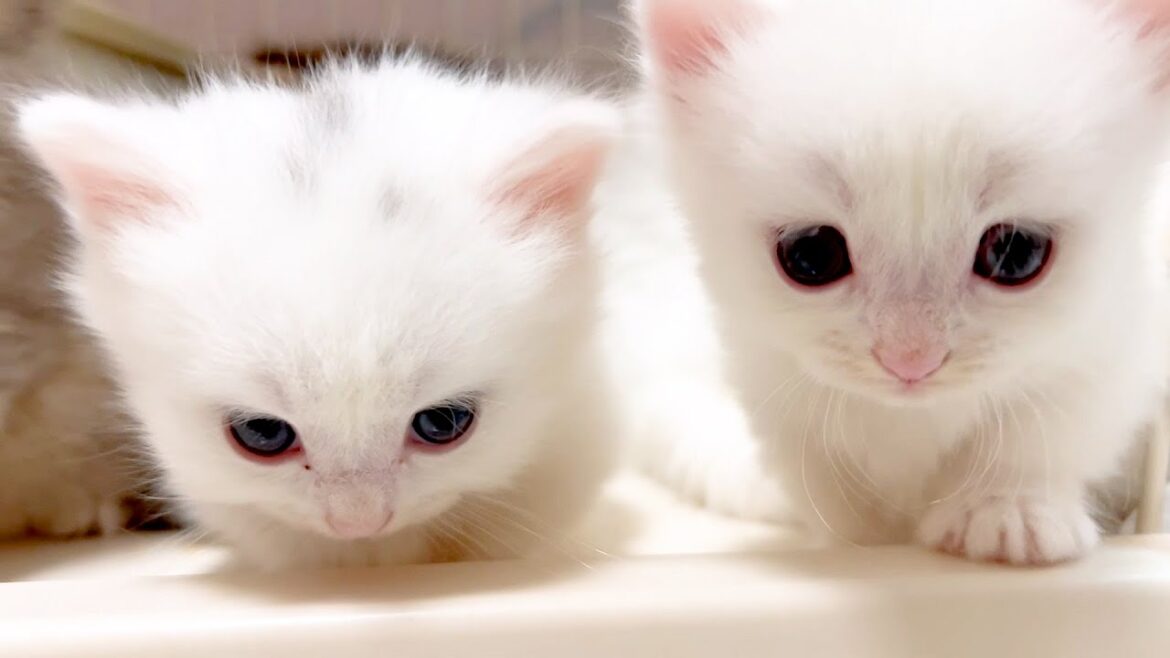 【マンチカンの子猫】子猫達に外への興味が湧きすぎな件 ~猫のいる生活Vol.888~出産動画 マンチカン短足・ミヌエット・ペルシャ猫専門ブリーダー『ペット蔵人』【子猫の成長記録】 【マンチカンの子猫】子猫達に外への興味が湧きすぎな件 ~猫のいる生活Vol.888~出産動画 マンチカン短足・ミヌエット・ペルシャ猫専門ブリーダー『ペット蔵人』【子猫の成長記録】