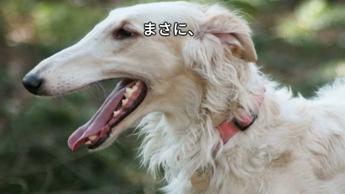 【大型犬ランキングTOP10】とにかく体が大きいかわいい大型犬をご紹介