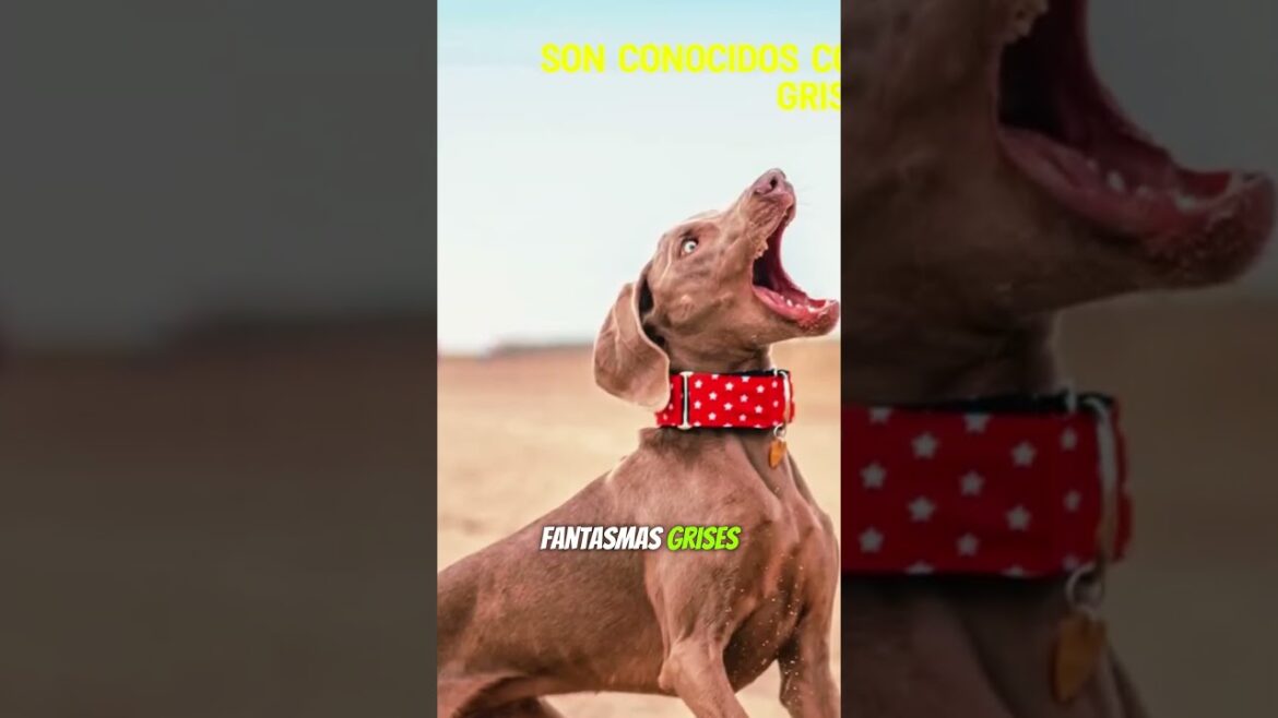 Son Conocidos Como Fantasmas Grises 👻. #perros #dog #dogs  #dogshorts #pets #weimaraners #weimaraner