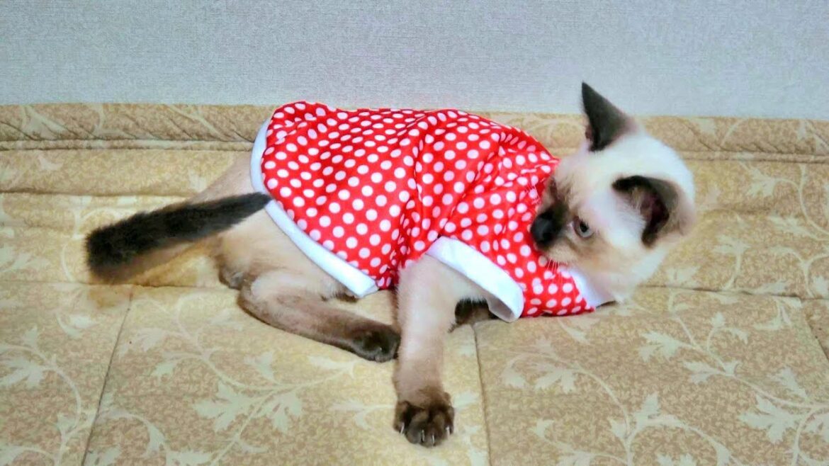 シャム子猫の夜明け前のルーティン🤭