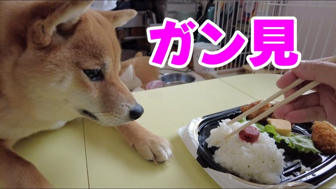 【柴犬小夏】これは誰の？という躾　バレンタインデーに唐揚げ弁当のガン見が止まらない