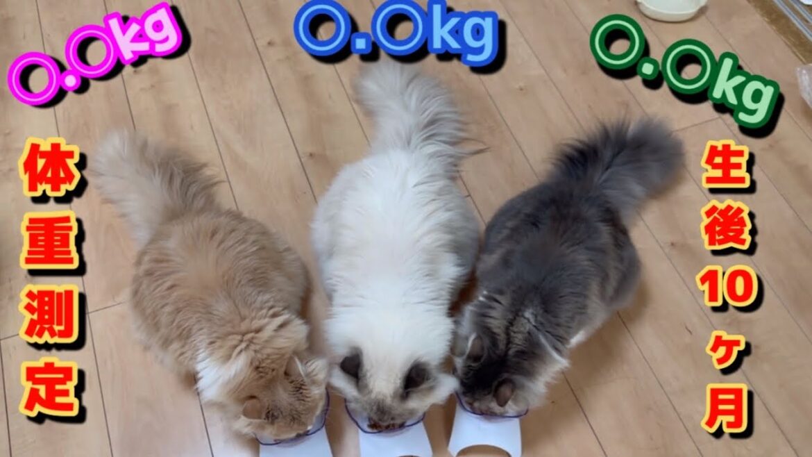 サイベリアンはこんなに大きい！大型猫種の子猫たち抜き打ち体重測定しました。　もふもふの三つ子のサイベリアン