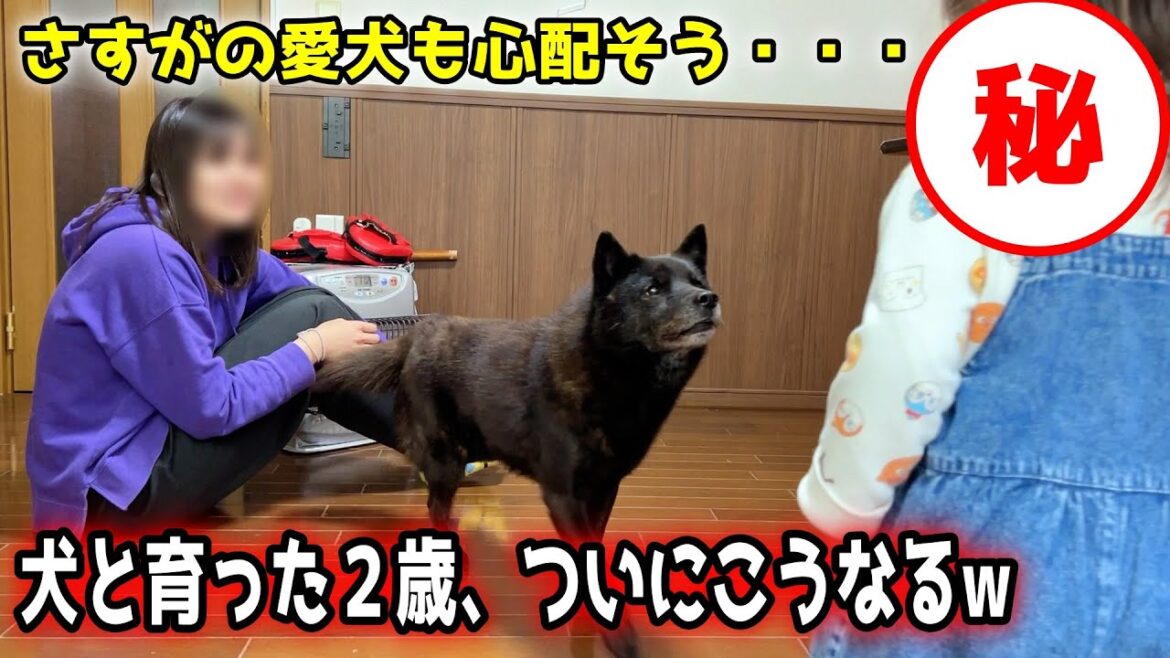 愛犬をリスペクトしすぎてこうなりましたw【甲斐犬一休と猫のしずく】