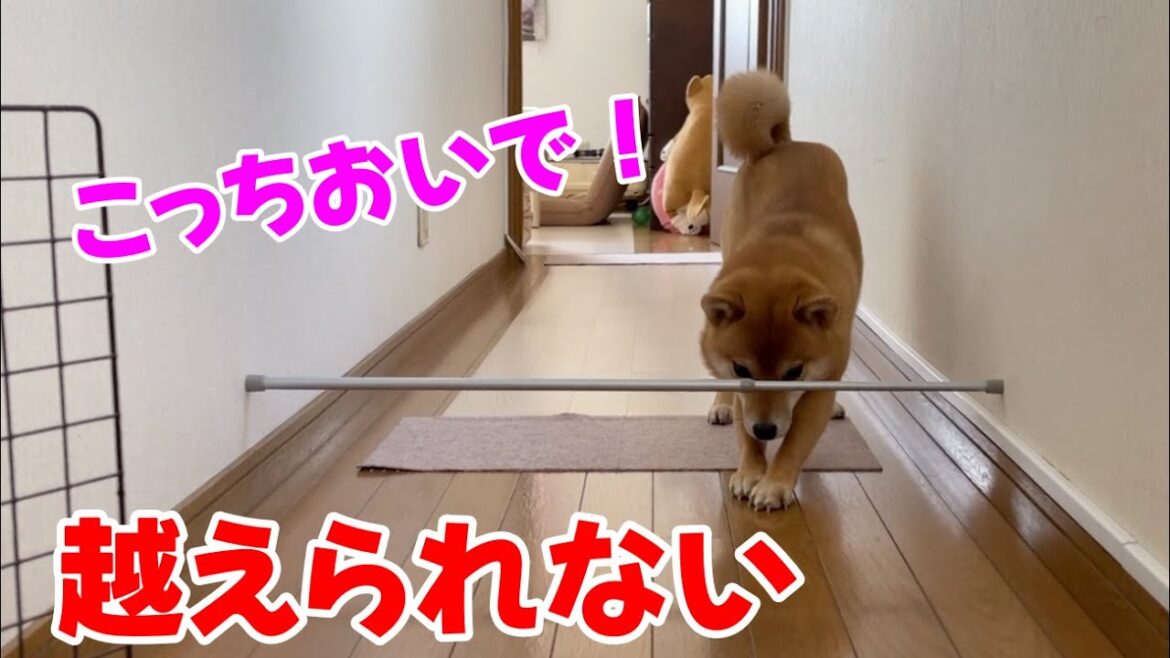「こっちおいで」まだ低いバーが越えられない柴犬　小夏