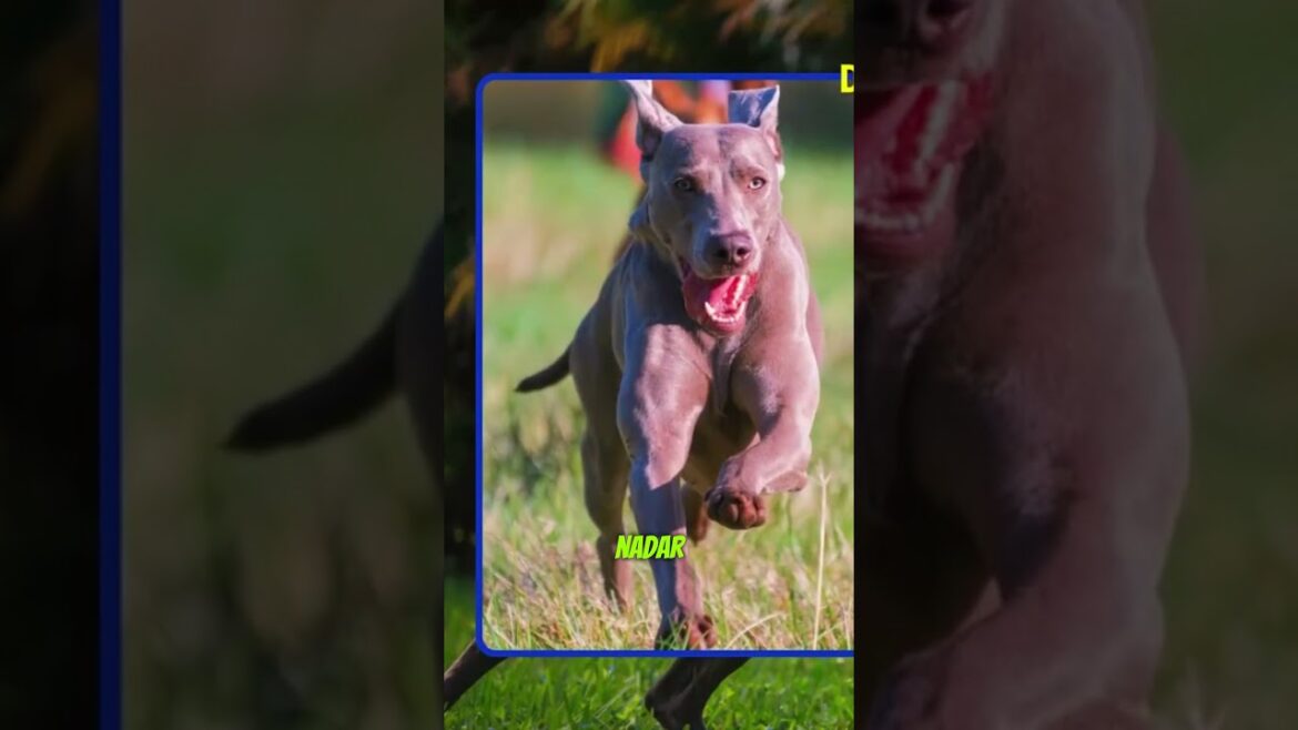 Estos Perros Son Atletas Increíbles! ⚡  #perros #dog #dogs  #dogshorts #pets #weimaraners