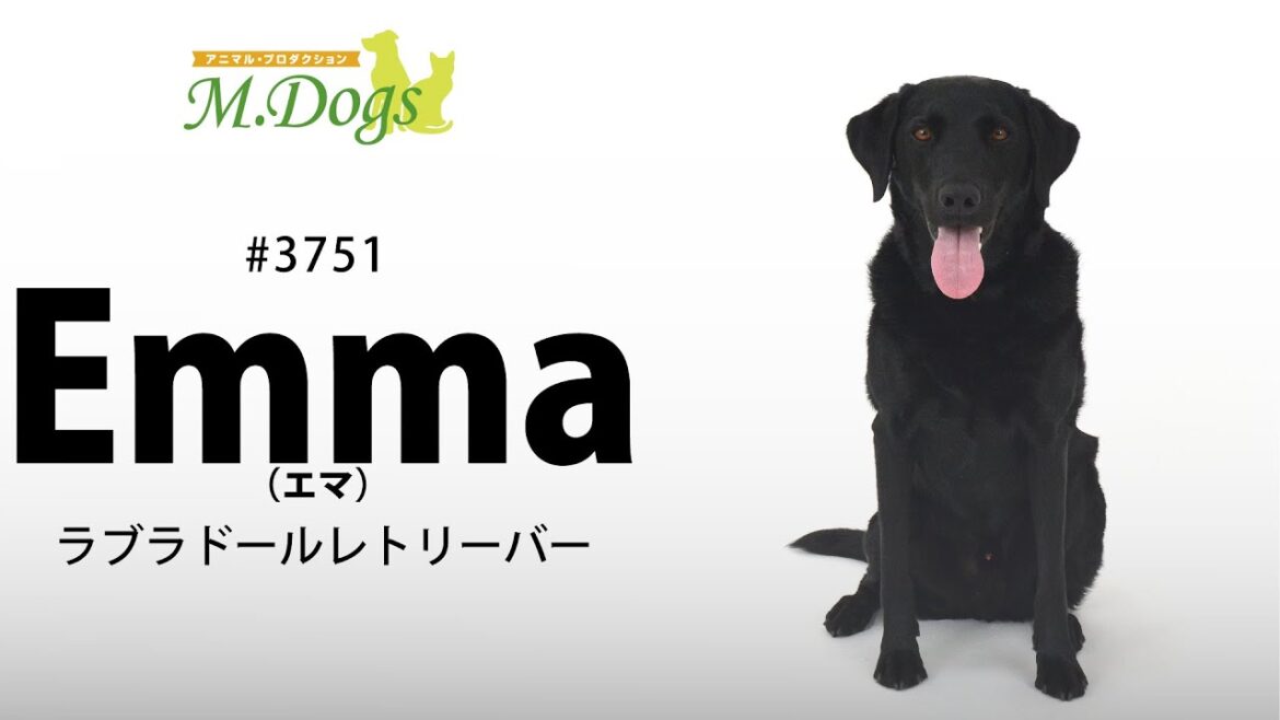 ペットモデル#3751 ラブラドールレトリーバー「Emma(エマ)」