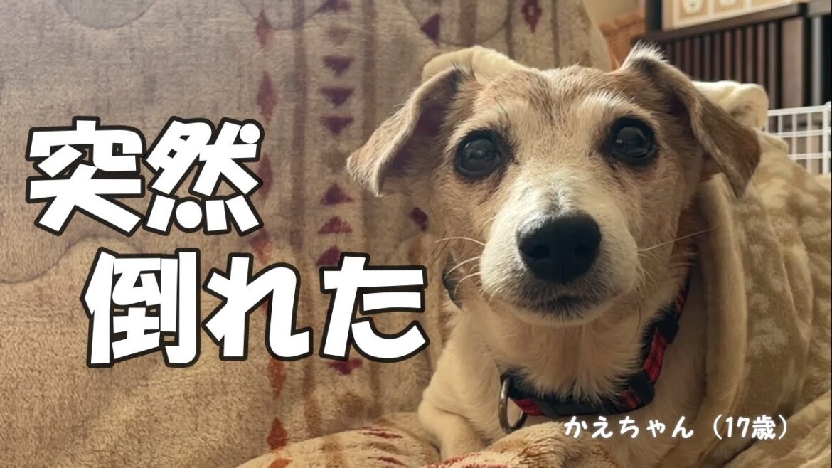 【17歳シニア犬】咳込みながら倒れてしまいました