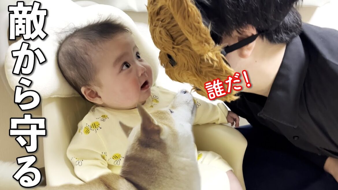 怪しいやつから赤ちゃんを守る柴犬の行動がこちらですw